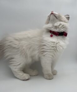 Cat Collars