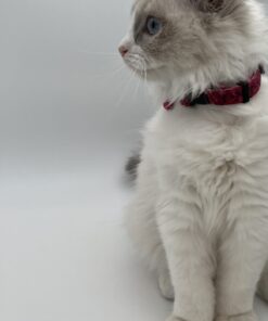 Stylish and Secure Cat Collar