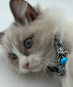 Zebra Print Pet Collar with Blue Bell and Black Buckle | Adjustable Wild Pattern Collar for Cats and Small Dogs