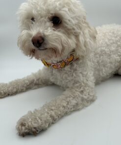 Avokado Dog Collar
