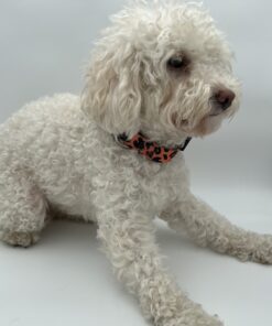 Black Leopard Designer Dog Collar – Luxury Style with Comfort